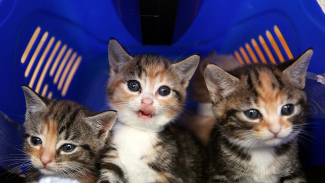 bombsquad kittens