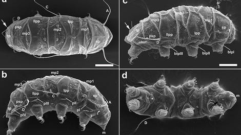 Scientists Finally Figured Out Why Tardigrades Are So
