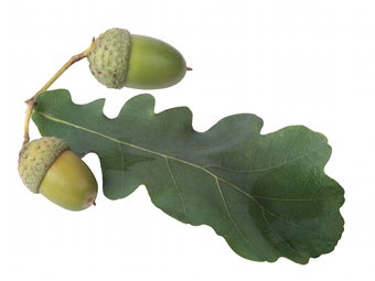 Illustration for article titled Guy Hides Condoms In Acorns. We Don't Know Why.