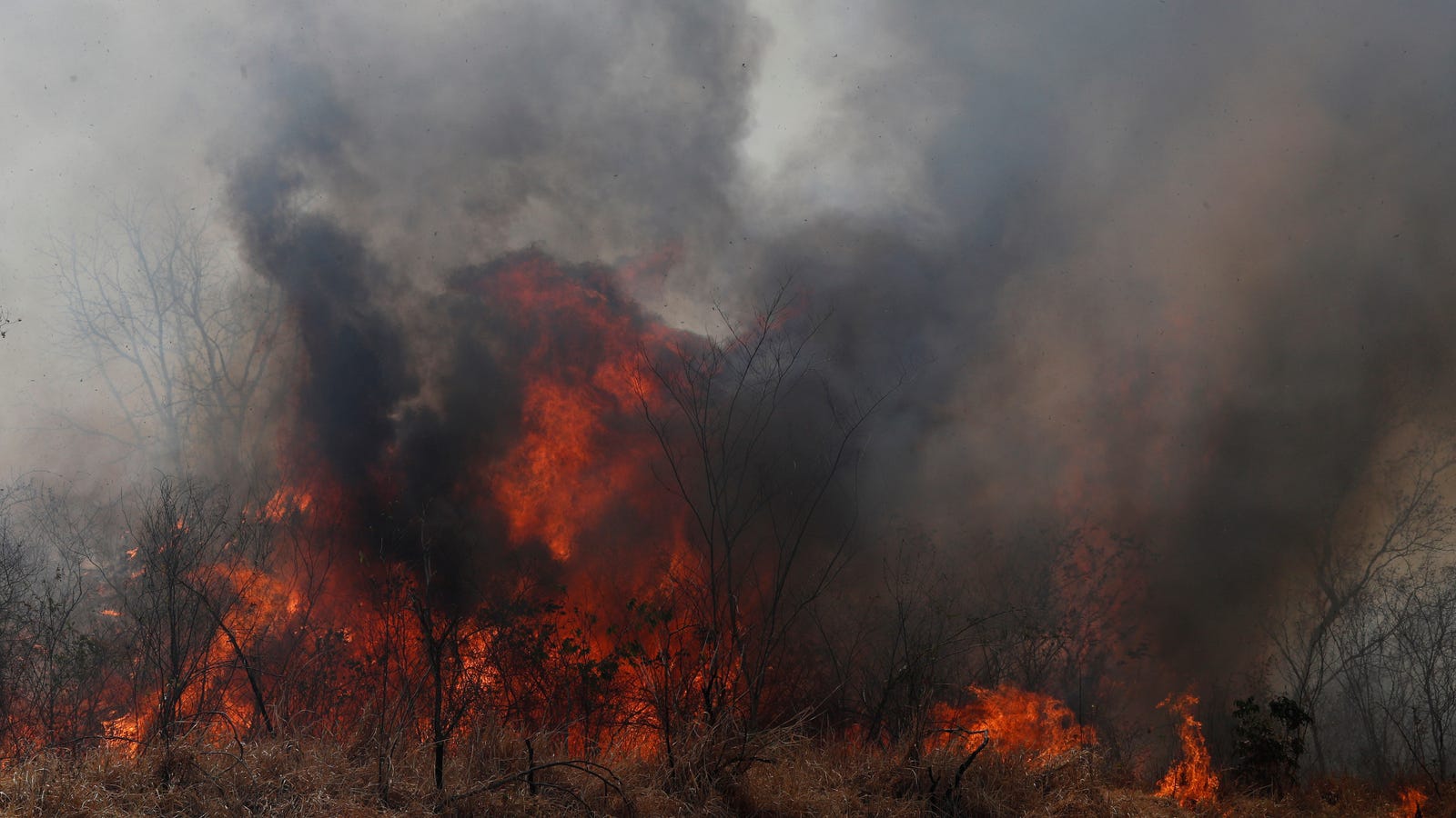 Bolivia's Forest Fires Have Left More Than 2 Million Animals Dead