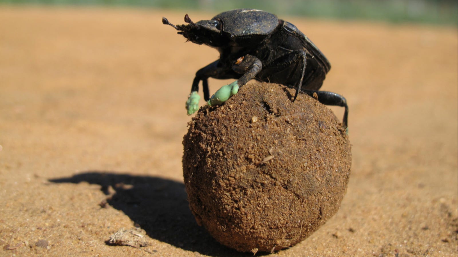 Dung beetles like to chill on top of balls of poop. Now we know why.