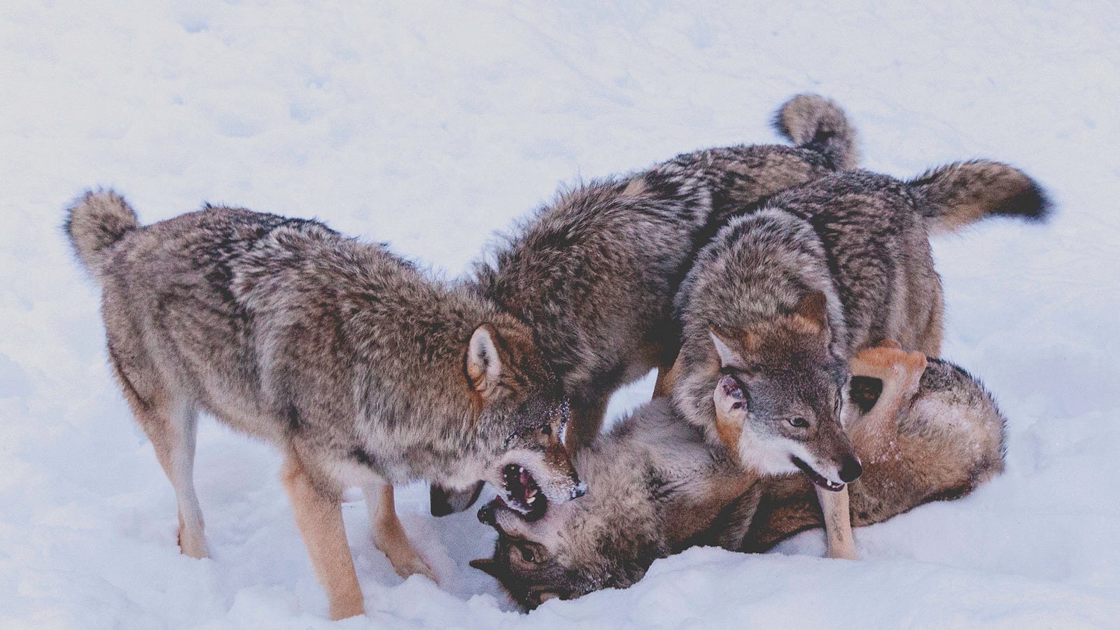 Can there be a good reason to kill twothirds of your wolves? Norway
