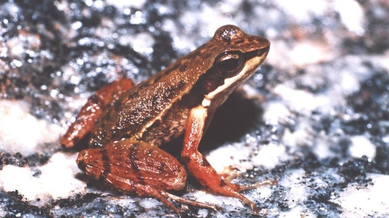Illustration for article titled These Frogs Do Awkward Dance Numbers to Find a Mate