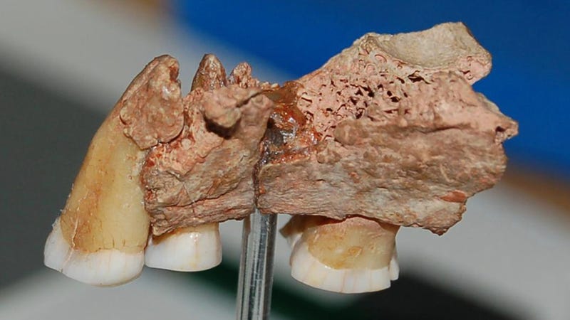 Illustration for article titled Jawbone fragment suggests humans settled Europe thousands of years earlier than we once thought