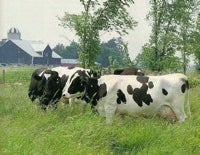 Illustration for article titled Commenter of the Day: Out to Pasture Edition