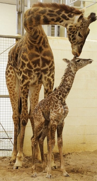 Illustration for article titled Cincinnati Welcomes First Baby Giraffe In 26 Years