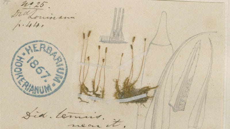 The destroyed sample would have looked similar to this Natural History Museum collection (Image: Natural History Museum)