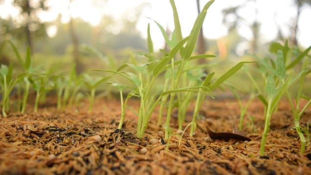 How to Use Mulch to Keep Your Garden Alive in a Drought