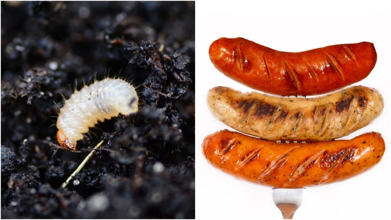 Illustration for an article titled "Alternative Protein Arms Race" now includes locust sausages and maggots