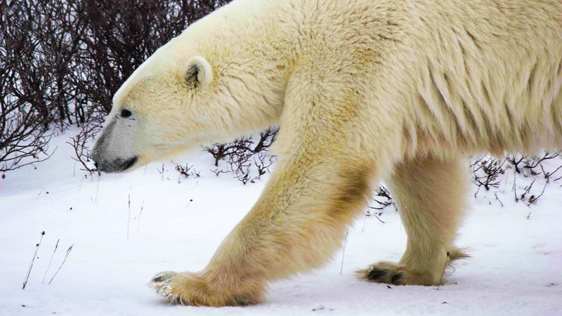 Illustration for article titled I Looked A Wild Polar Bear In The Eye