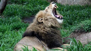 Un cazador profesional muere tiroteado en África al intentar matar un león<em></em><em></em>