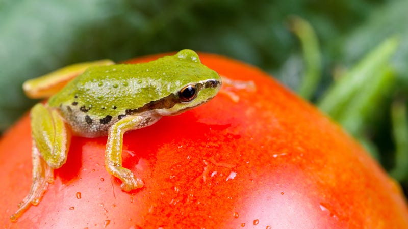 Illustration for article titled How many animals have been found in salads since 2003?