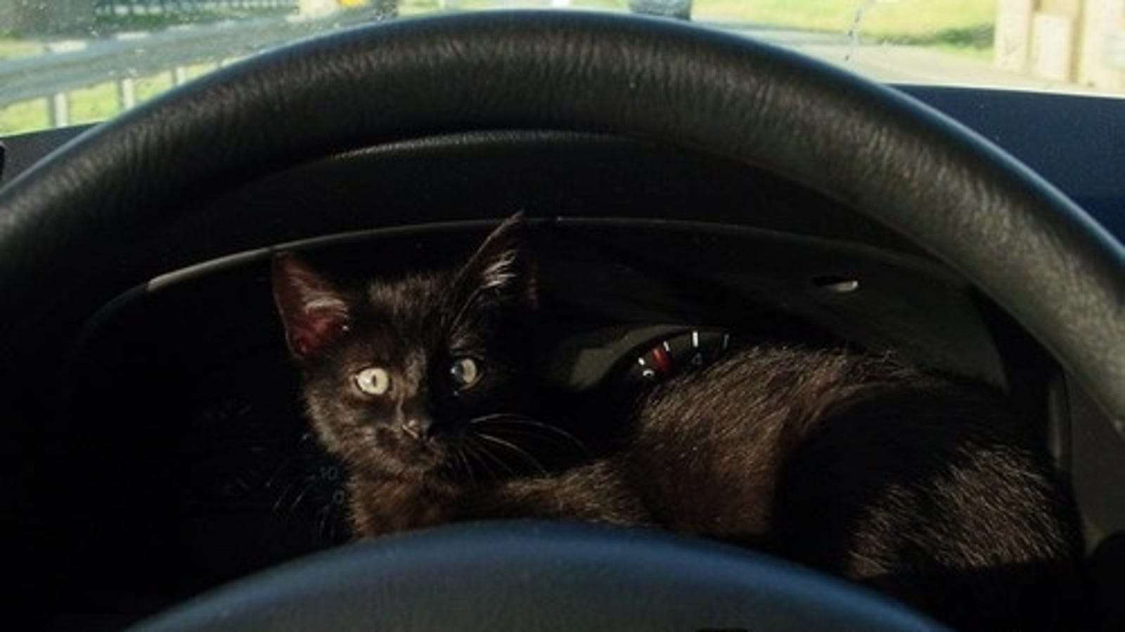 South Dakota Supreme Court: 15 Cats In Car Is Too Many