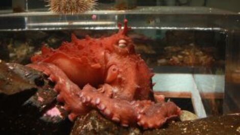 a new species of giant octopus has been hiding in plain sight