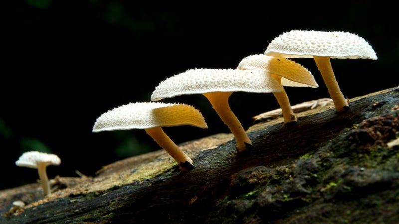 Illustration for article titled Amazonian Mushroom Eats Indestructible Plastics