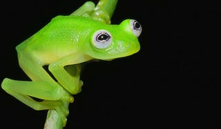 Illustration for article titled Newly discovered frog species looks a lot like Kermit the Frog