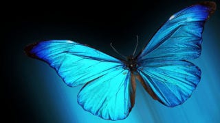 Illustration for article titled This butterfly could hold the secret to letting you see in the dark