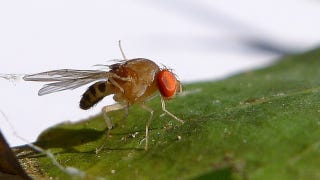 Illustration for article titled Fruit flies bathe their young in alcohol to keep them healthy