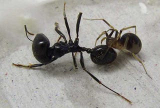Do spiders eat ants?