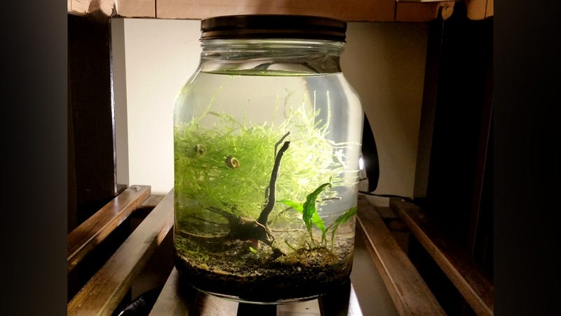 Make an Indoor Water Garden in a Jar for Carefree Greenery