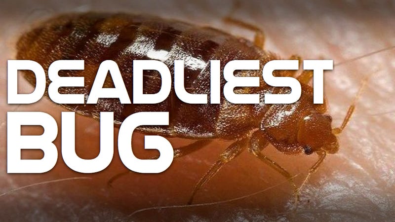 Bed bugs can carry ultra-virulent MRSA bacteria