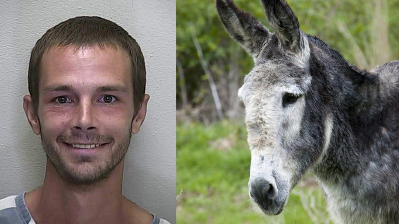 Illustration for article titled 'I Like the Way the Fur Feels': One Man's Impassioned Defense of Donkey-Rape