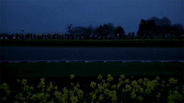 Goodwood S Daffodils At Night