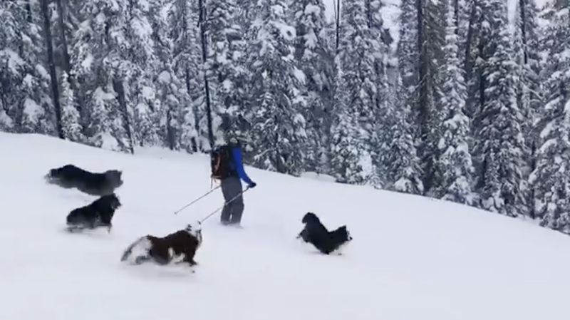 Illustration for article titled The Sports Highlight Of The Day Is These Noble Ski Dogs