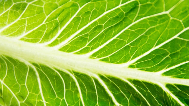 E. Coli Outbreak in 11 States Now Linked to Chopped Romaine Lettuce