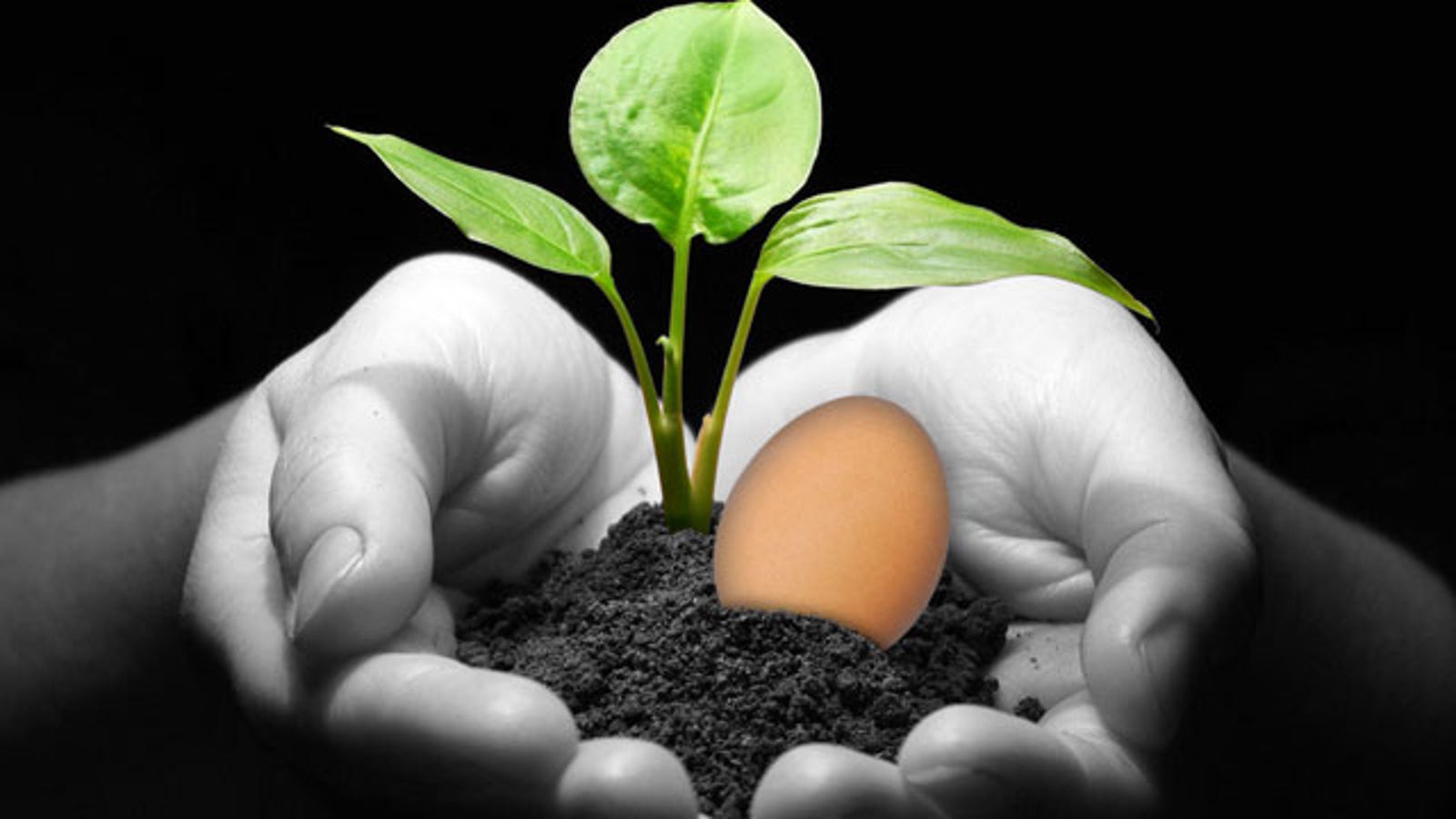 Keep Your Plants Healthier with Egg Shells and HardBoiled