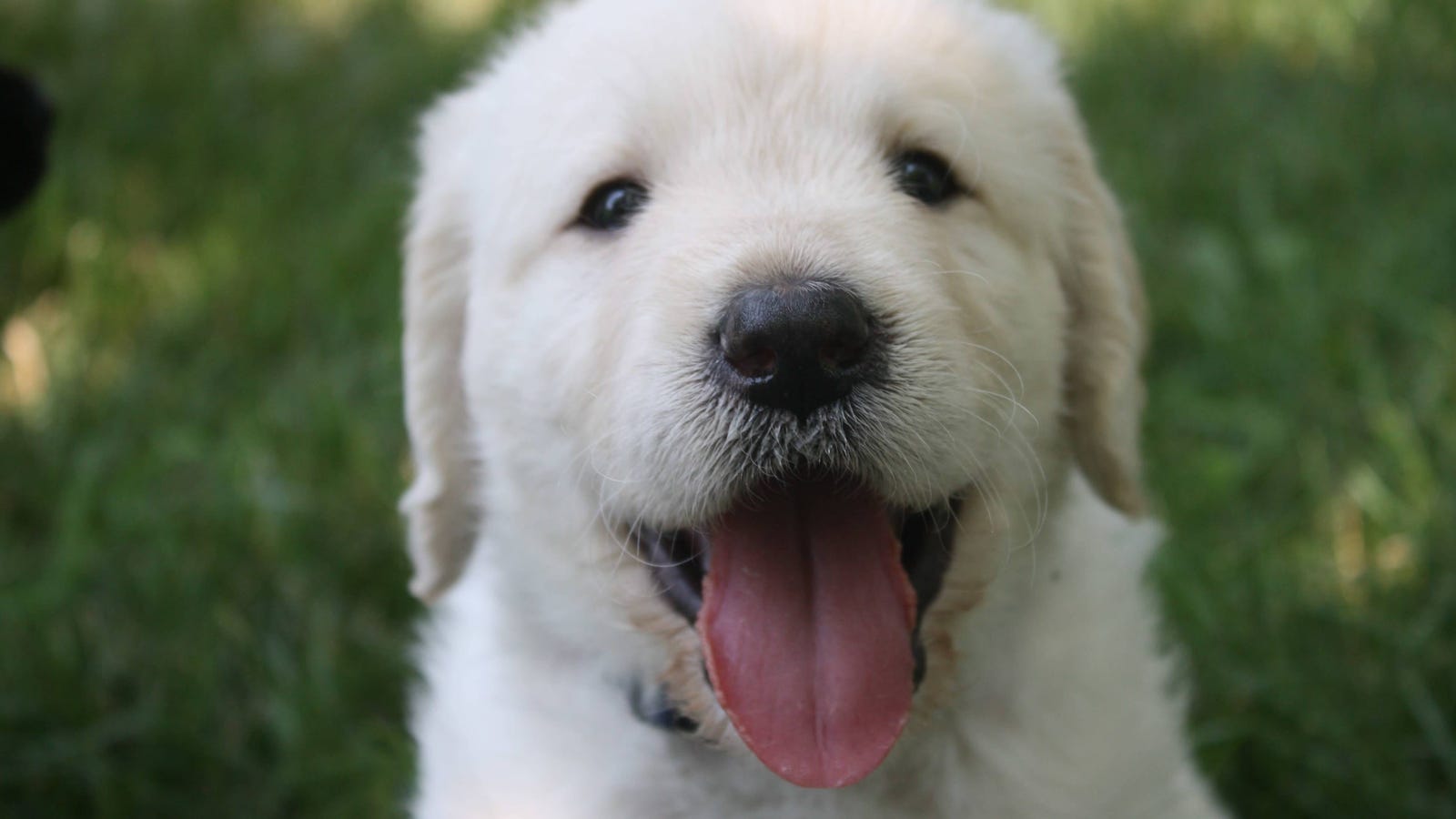 Is It Safe To Let A Dog Lick You