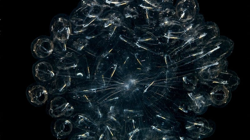 Illustration for article titled Jelly Sea Creatures Disable Entire Nuclear Power Plant