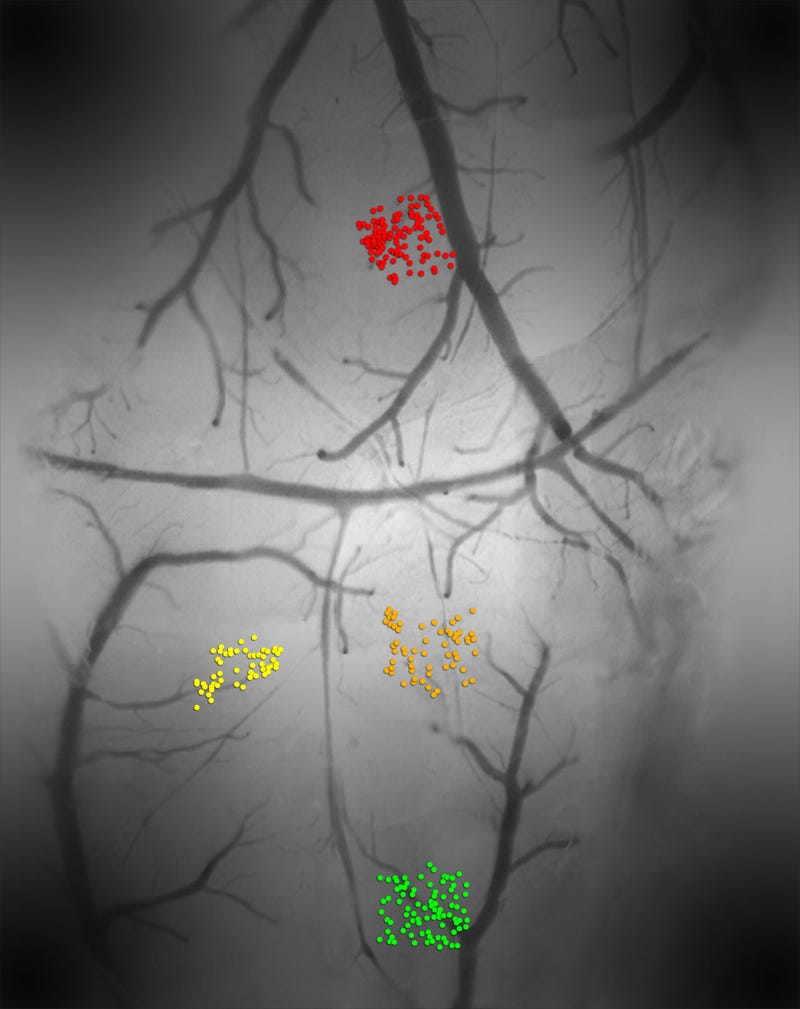 Illustration for article titled A taste map of the brain