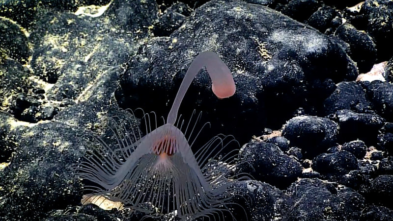 A hydroid exploring Leoso Seamount. (Image courtesy of the NOAA Office of Ocean Exploration and Research, 2017 American Samoa)