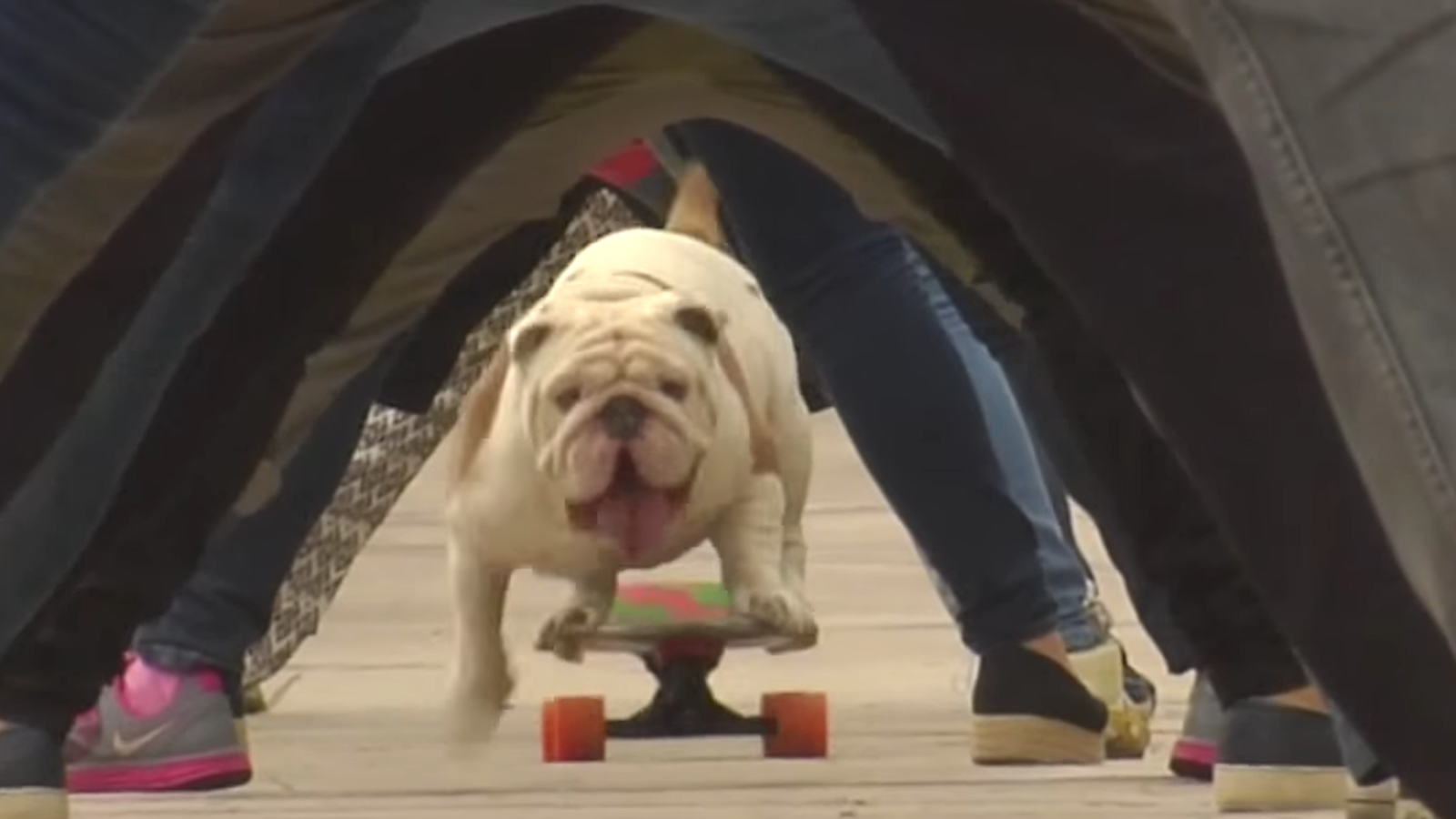 Skateboarding Bulldog Sets New World Record