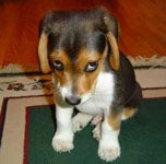Illustration for article titled Puppy Problems