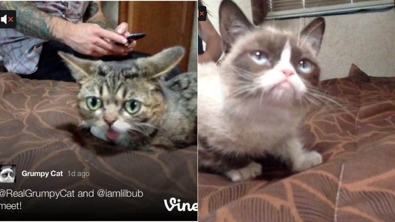 Grumpy Cat Dead Or Alive Grumpy Cat