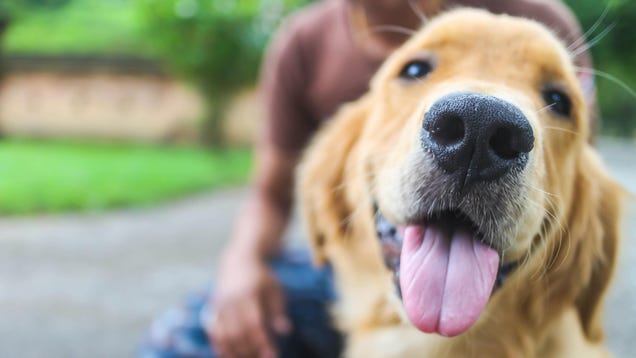 How to Help Pets of Military Service Members on Deployment