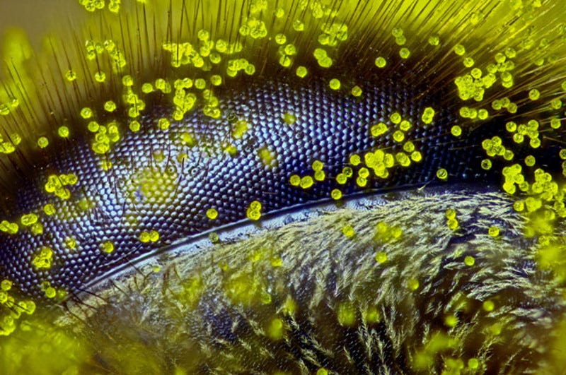 Illustration for article titled These Are the Best Microscopic Images of 2015