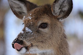 Illustration for article titled Minnesota to Feed Starving Deer