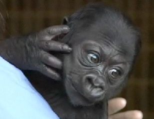 Illustration for article titled Bebe Gorilla Needs A Name