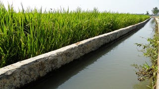 Illustration for article titled Irrigation might actually be raising sea levels