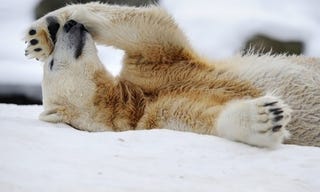 Illustration for article titled PETA Calls For Knut's Castration