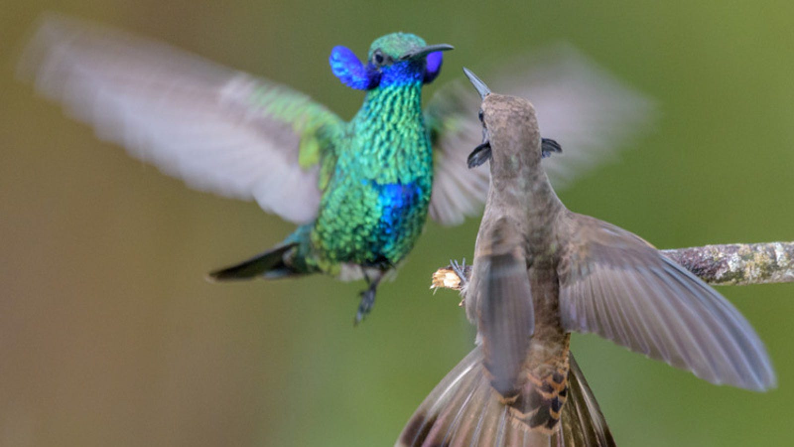 Beberapa Paruh Burung Kolibri Lebih Baik Untuk Memberi Makan Nektar