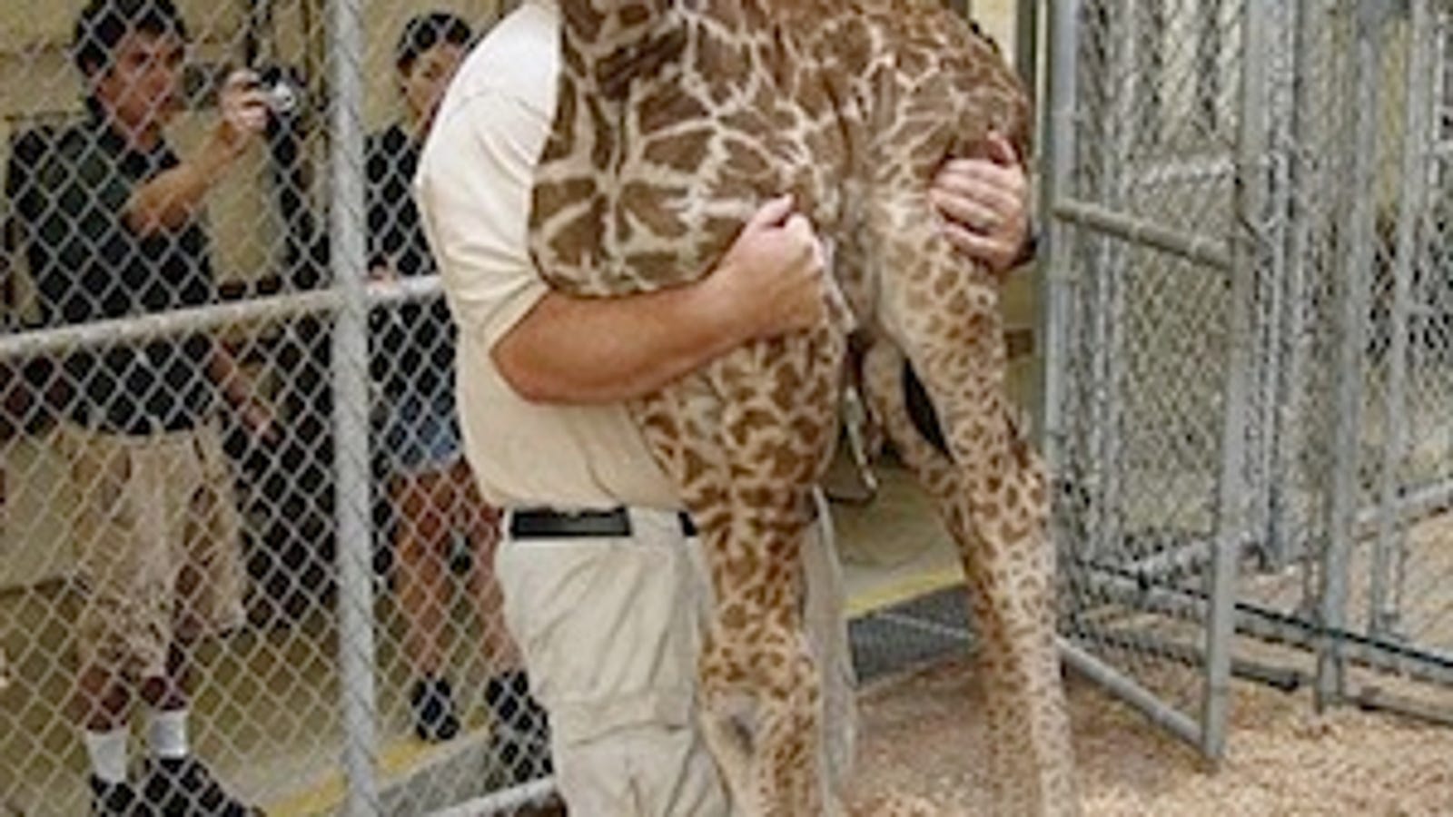 Is This Really How You Weigh a Giraffe?