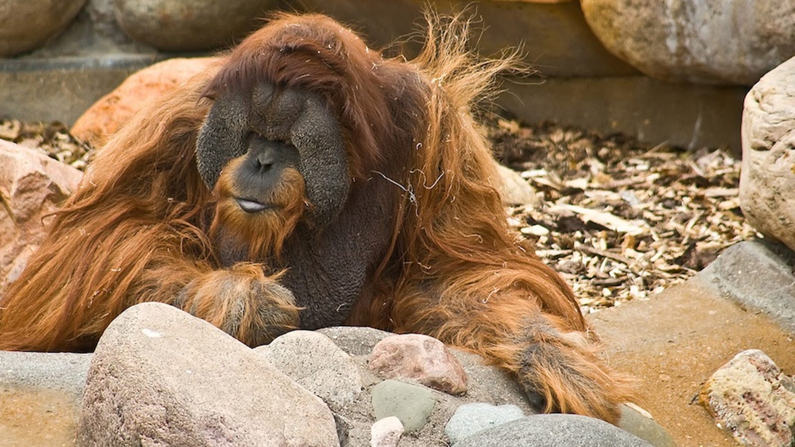 Evidence that wild orangutans are scary smart