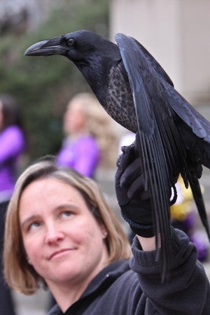 Illustration for article titled Your Germ-Free Chiefs-Ravens Open Thread