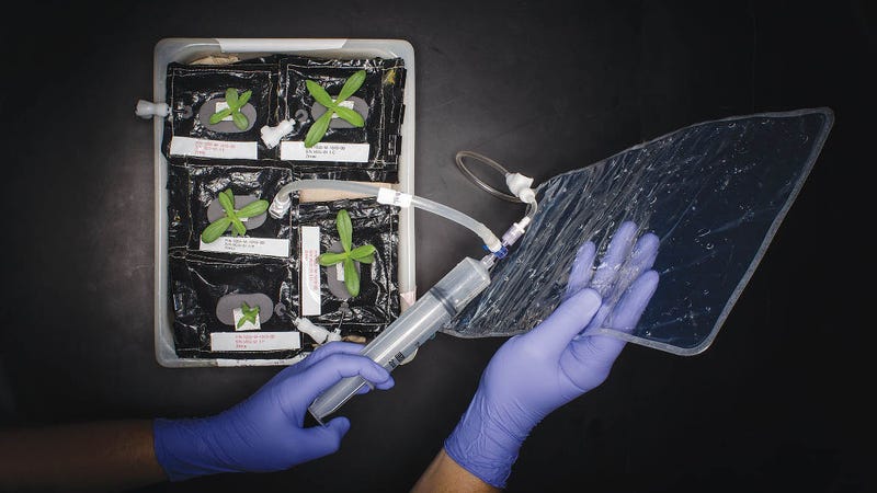 Illustration for article titled Goodbye Astronaut Ice Cream: NASA Is Growing Salad in Space