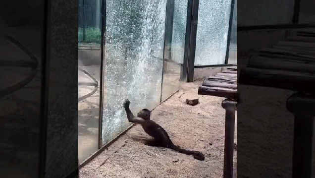 Monkey Shatters Zoo Glass With Sharpened Stone in Impressive Prison Break Attempt