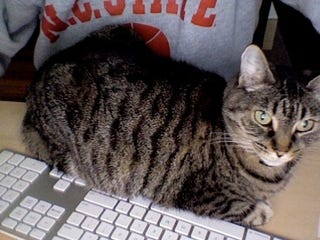 Illustration for article titled Cat Loaf